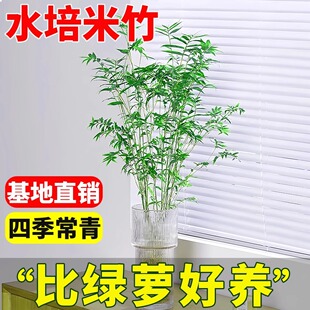 ˮ�������҃�����ֲ��ˮ�B�^�����F��������͏d���˸߼��оGֲ