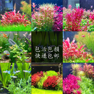 99�N�к�ˮ�~��ˮ����������쾰ֲ�ﵭˮ�t�m͢�t����