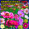 Manufactor wholesale Cosmos seed Kelsang tearful Colorful Seed Hundred Days Grass Chrysanthemum Wildflowers combination Hanako