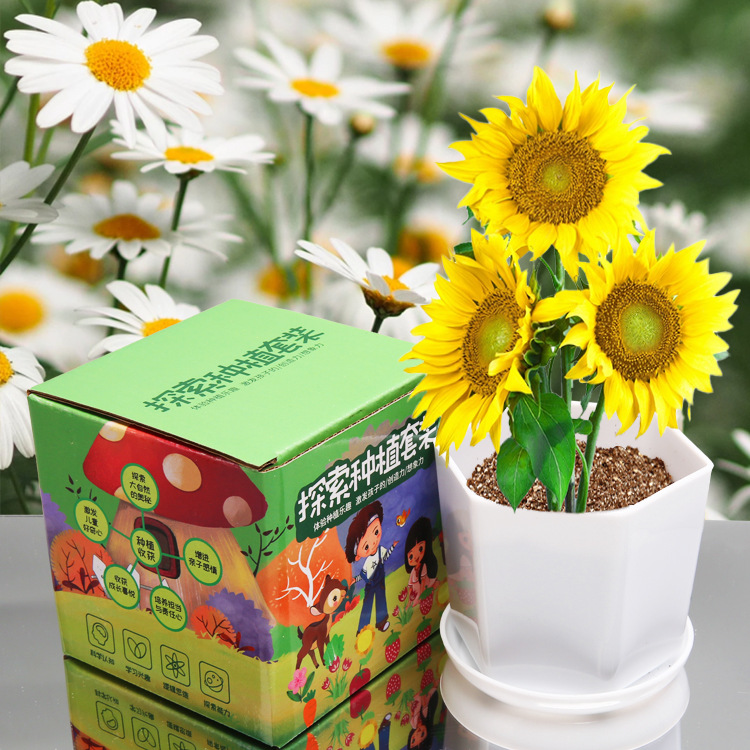 Explorar la plantación de plantas en maceta pequeñas para niños observación del crecimiento de plantas verdes pequeños experimentos creativos de los estudiantes pequeños agricultores de flores interesantes image 3