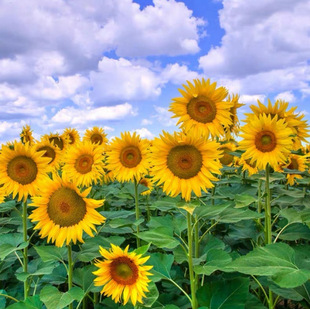 Sunflower Seeds, Sunflower Seeds, Balcony Potted Plants, Sowing and Blooming in All Seasons, Tall Stems, Ornamental and Edible Sunflower Seeds