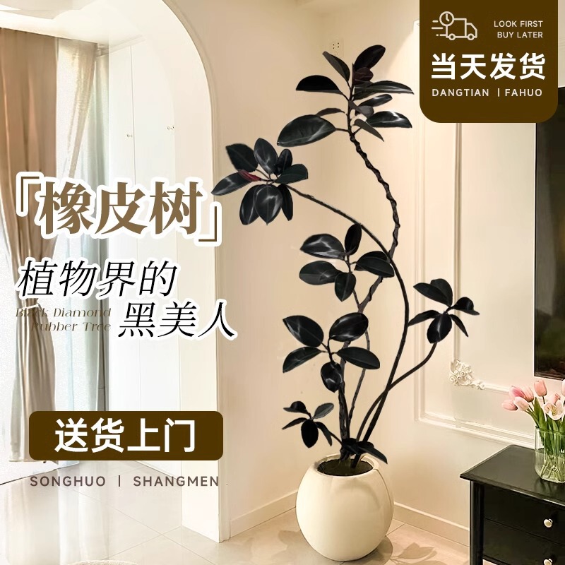 Black Diamond Rubber Tree Living Room Large Potted Plant Shape Indoor Large Green Plant Easy to Maintain All Year Round Office Balcony Plant