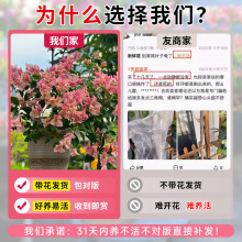 新品卡亚塔三角梅盆栽带花苞阳台老桩特大苗四季开花室内花卉植物