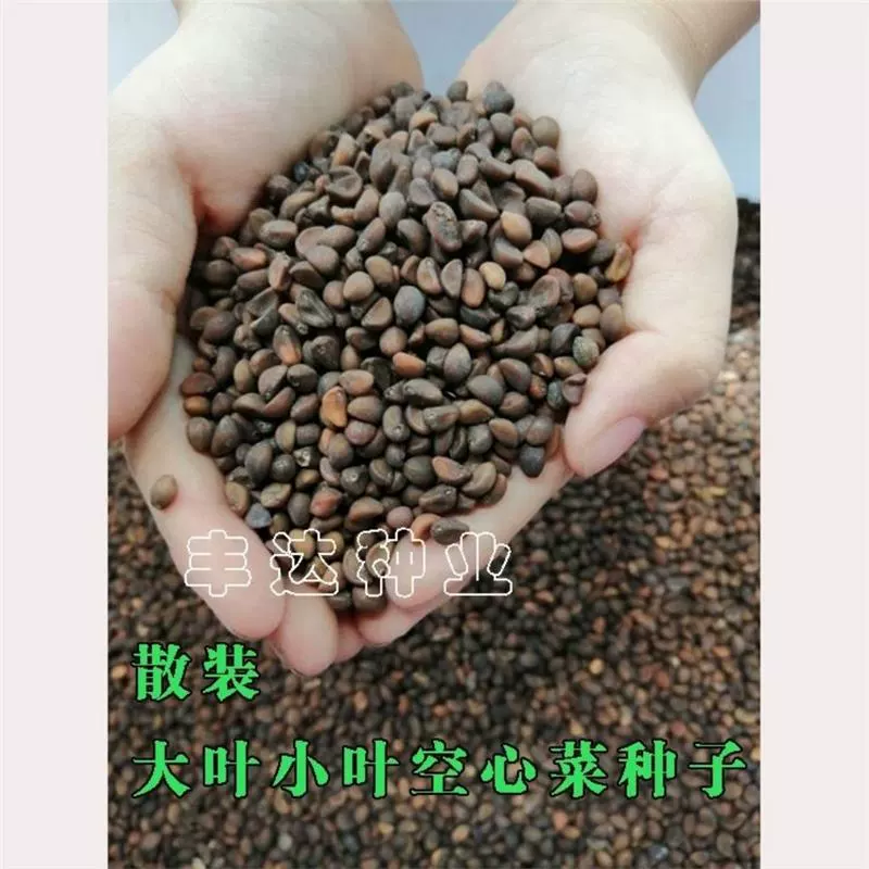 Новый сезон оптом: семена водного шпината с острыми листьями, семена водного шпината с крупными листьями