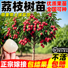 荔枝树苗特大号嫁接苗耐寒妃子笑桂味无核南北方庭院种植盆栽地栽