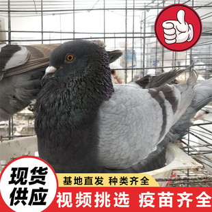 �����Bֳ���� ���B�^�p������ �Ɍ������������N�� �����������