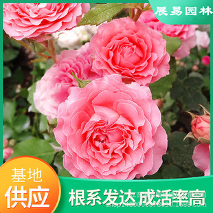 Four Seasons Strong-Flavor Rose Coral Jelly Original Pot Original Soil Flowering Period Shipped with Buds Shrub Vine Potted Green Plants