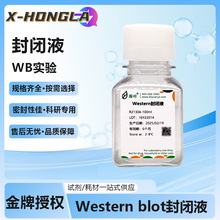 Դ�~���]ҺÓ֬�̷�Ѫ��������~���z����ϩ������ͪWestern���]