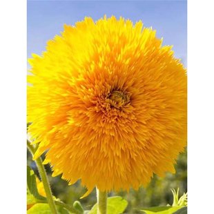 ��������տ��N�ӷN�����簫�ļ����������^�p���������ݻ��N����