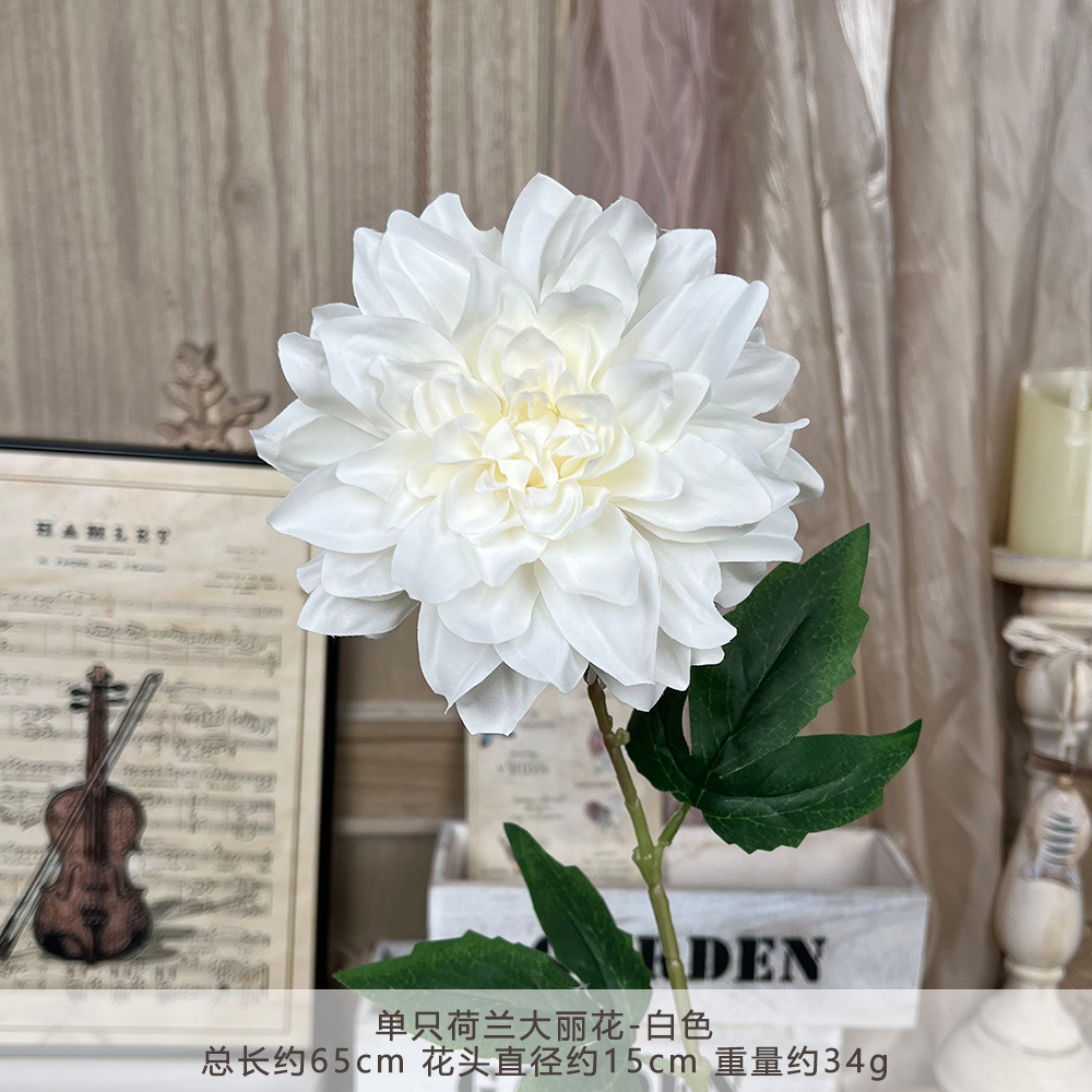 ดอกดาเลียดัตช์ก้านเดี่ยว - สีขาว