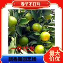 ɰ�ǽۘ��� �޽������� ���ڽ���ɰ�ǽ����� �ĕ�ɰ�ǽ� ����Y��