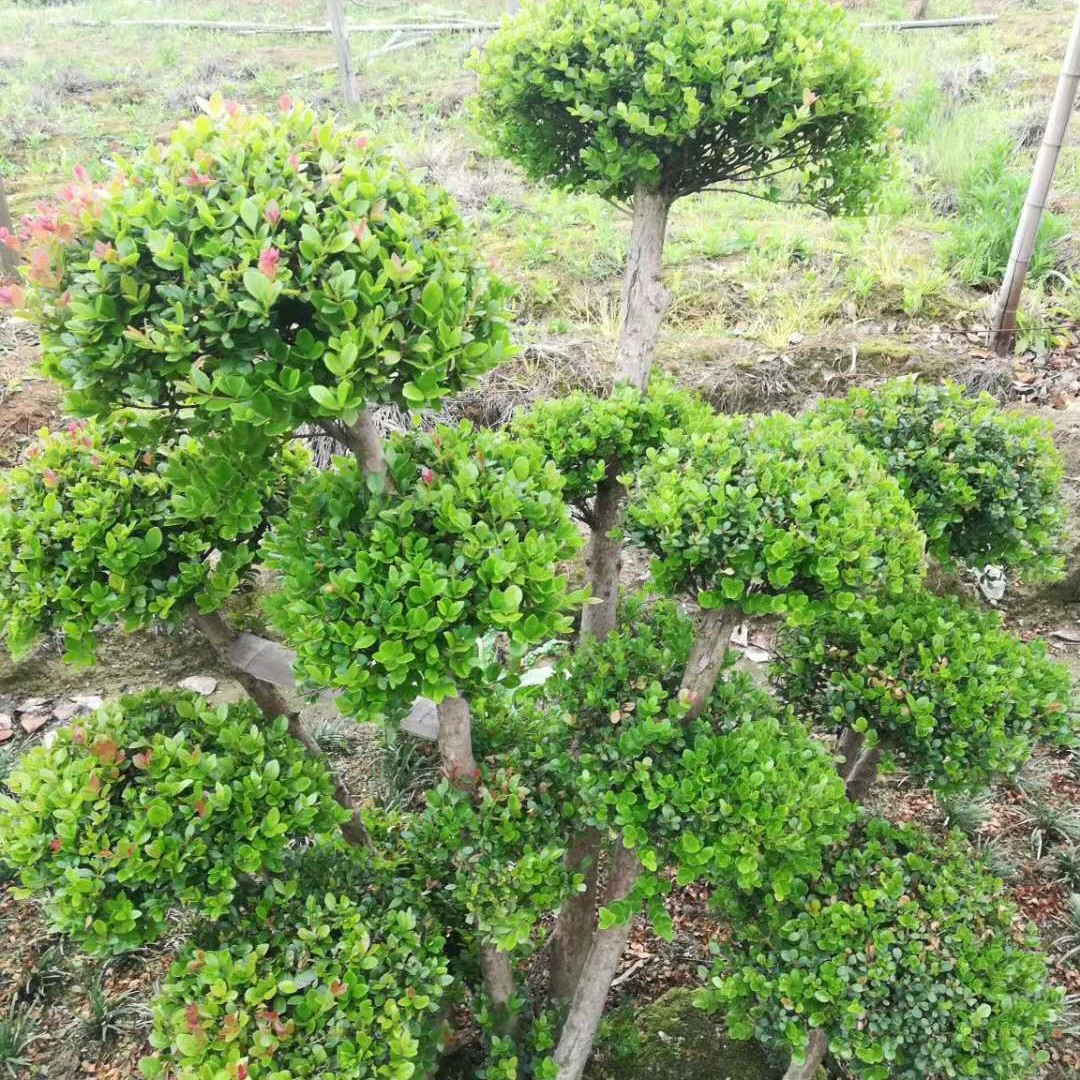 [Jiujiang Chaiyuan] Продажи Chinan 8-10cm Производство Цзянси Chinan Цзянсу Chinan Шанхай Chinan Добро пожаловать