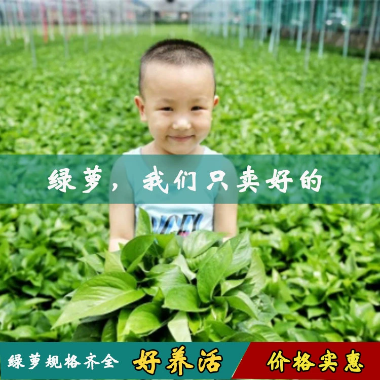 Зеленый Горшок Оптовая Зеленый Горшок Завод База Крытый Хороший Зеленый Горшок Небольшой Офис Формальдегид Поглощающий Гидропонные Растения