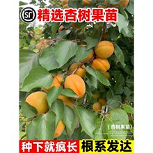 �Ә����޽����ش�������Ϸ��������Ե���ͥԺ�ļ��Nֲ�������