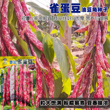 家雀蛋油豆角种子农家老品种雀蛋豆角籽鼓豆面豆无筋无柴豆角原装