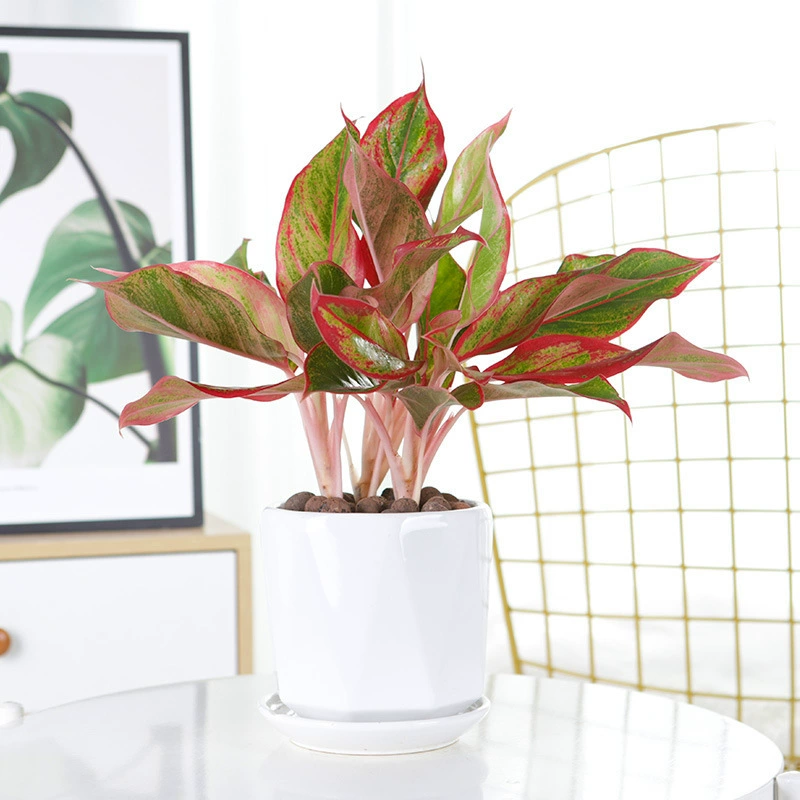 Вечнозеленое гидропонное растение, зеленое растение Silver Queen, комнатный четырехсезонный цветок, выращенный в воде, поглощающий формальдегид, горшечное растение Ruyi