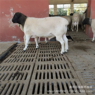 黑头杜泊羊小羊羔养殖 幼崽价格哪里有杜寒杂交羊育肥肉羊羔