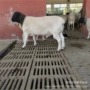养殖小羊羔羊羔杜泊羊