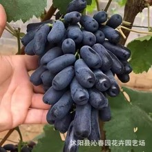 �����{��ʯ���ј�N�����Ե��� ������ �ϱ����ļ��Nֲ�����