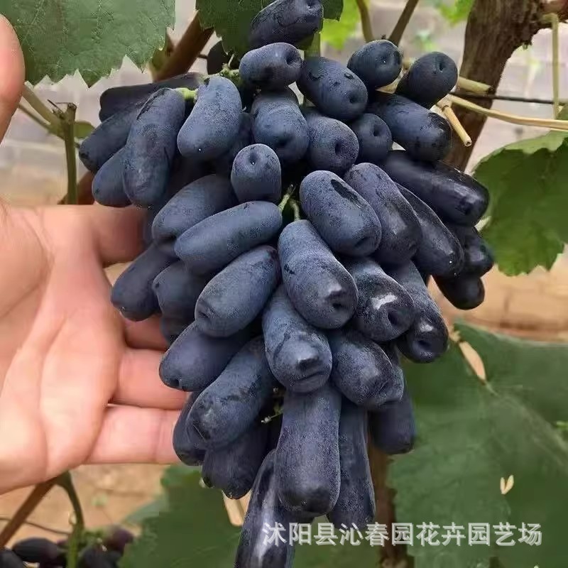 甜蜜蓝宝石葡萄树种子盆栽地栽 果树苗 南北方四季种植紫甜果