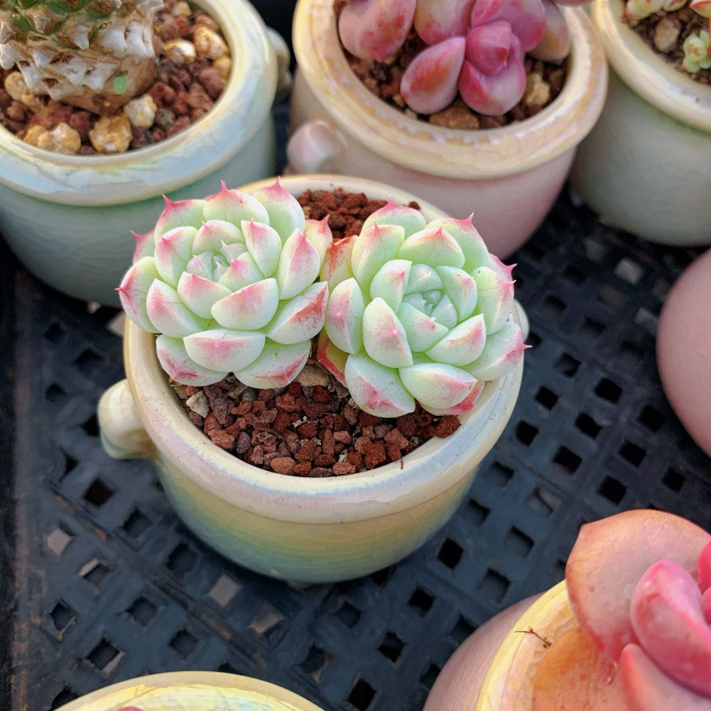 小さな多肉植物、超かわいい、貴重で希少な親指鉢、ミニ鉢植え、鉢付き多肉植物鉢植え、小さな古い支柱|undefined