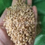 立式电动家用水稻碾米机
