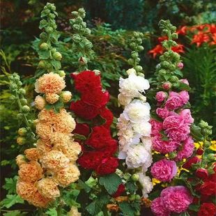 Double-petal hollyhock flower seeds potted flower seedlings are red and easy to grow flower seeds sown in spring on outdoor balconies
