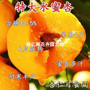 �޽��Ә���������Ә�����������ͥԺ�Nֲ�����Ϸ������������