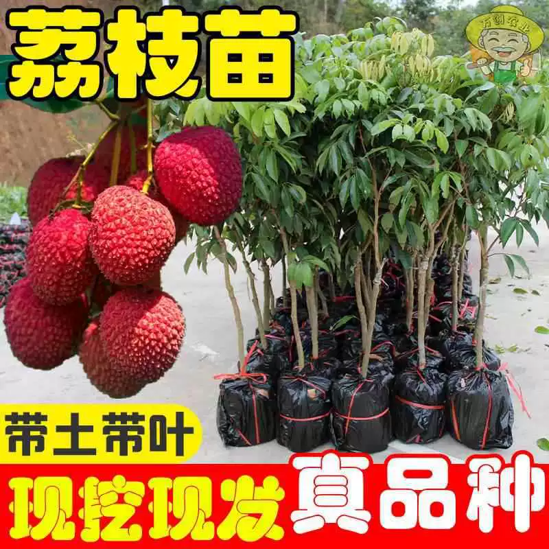 Один из поколения в поколение саженцев личи, ледяной Ли, нефритовой наложницы