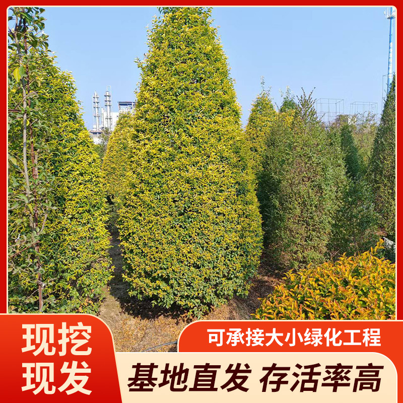 园林景观植物大型绿化工程苗木成活率高规格齐全人工种植绿植