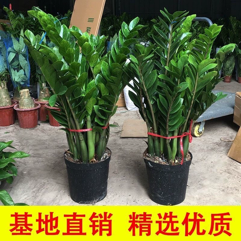 Денежное дерево в горшке, большое зеленое растение для офиса, гостиная, засухоустойчивое денежное дерево, комнатное цветочное растение