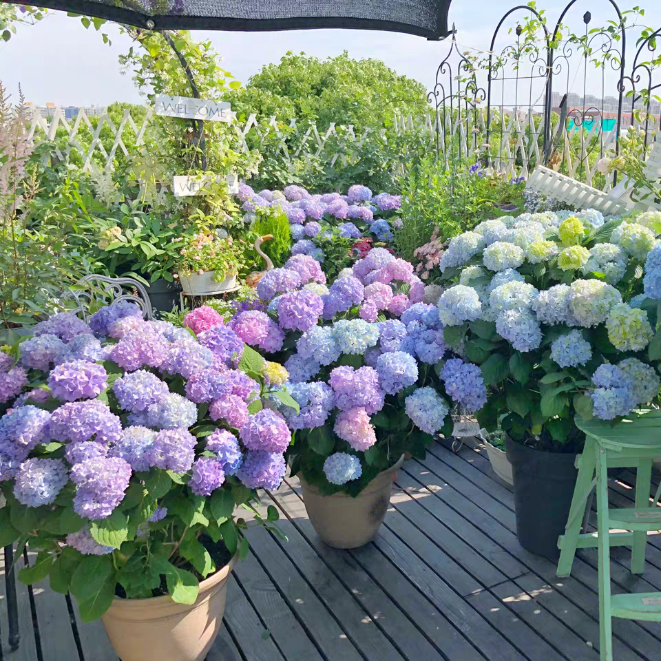 巨型无尽夏绣球花苗阳台特大花庭院别墅花园耐寒造景花镜植物