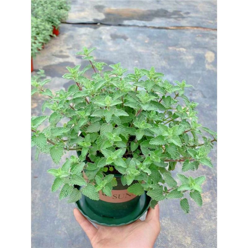Catnip Potted Fresh Edible Mint Leaves Courtyard Indoor Hydroponic Mosquito Repellent Plant Mint Seedlings Green Plants and Florals Catnip Potted Fresh Edible Mint Leaves Courtyard Indoor Hydroponic Mosquito Repellent Plant Mint Seedlings Green Plants and Florals