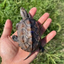 ���A����С�������������L�����𾀌����^�p��ˮ����ī��������