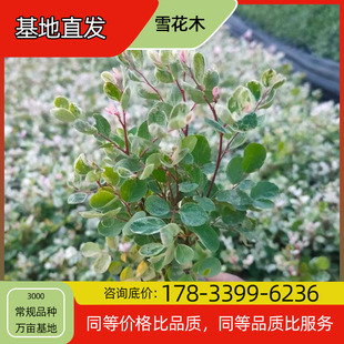 Snowflake Wood Flower Seedling Potted Base Planting for Four-Season Flowering Courtyard Planting Green Plant Project Greening Seedlings Easy to Breed