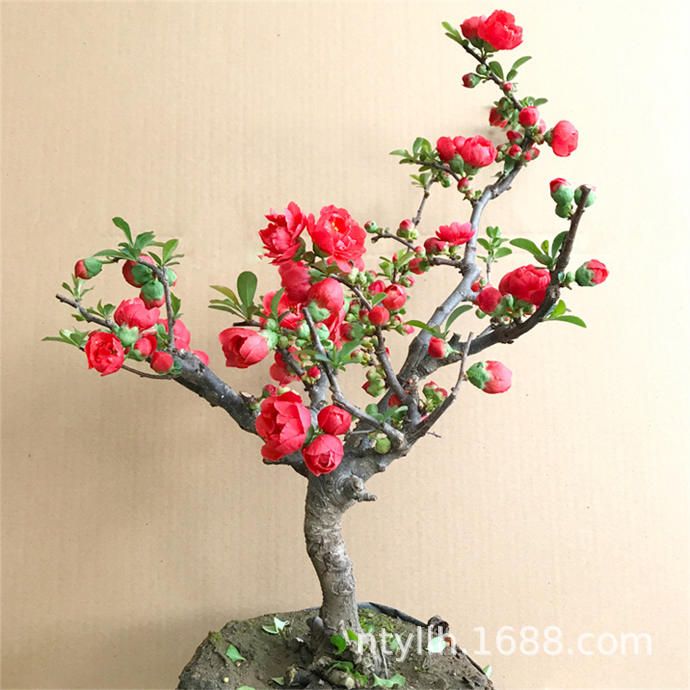 O1CN01X4VJpM1fL0NsWZwBK_!!7559