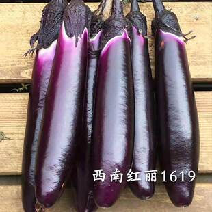 �������r�߲�����ɽ�|������Ƥ�ϰ��L������������5��ǉ۹��߲�