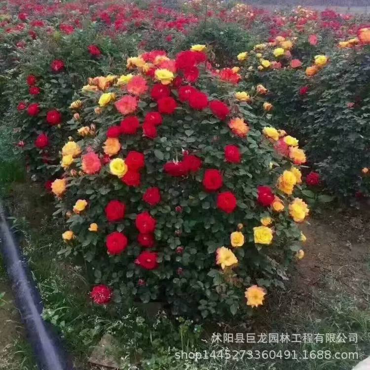 Роза рассада с крупными ароматными цветами, большое розовое цветочное дерево 3-4-5-67-8-10 см.