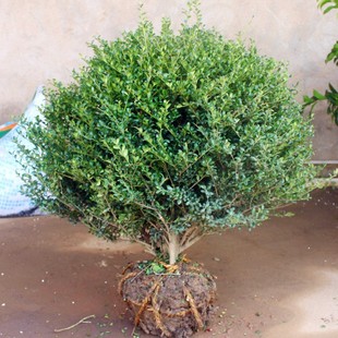 Base Supply Shrub Holly Ball Tortoiseshell Holly Ball Japanese Holly Tortoiseshell Holly Seedlings Landscaping Seedlings