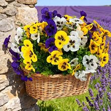 ���R�d�羳�����m���滨7����ɫ�������ٻ����������Ҿ�ͥԺ�b�