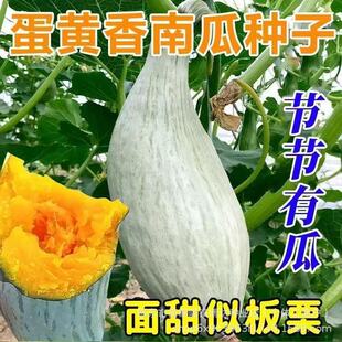 ���ǵ��S���ϹϷN����������������������Ϲ��͟ᴺ���߲˷N��