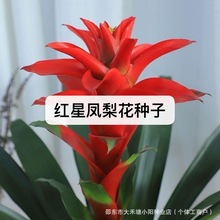 火炬 (鸿运当头)红星凤梨花种子新居开店乔迁客厅植物室内花种子
