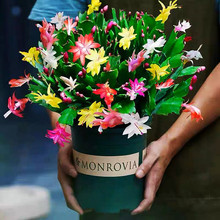 【精选】多色蟹爪兰带根发货大苗花卉多肉好植物室内盆栽四季开花