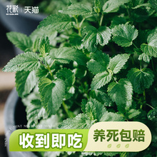 ԽԿʳ؈ֲ̨Nţ҃ȾGֲ