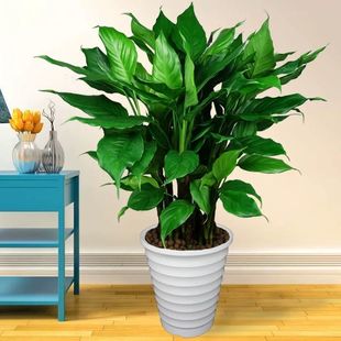 Evergreen Green Plant Potted Plant, Evergreen Methanol-Absorbing Plant, Indoor Desktop Living Room, Large Bonsai Flower