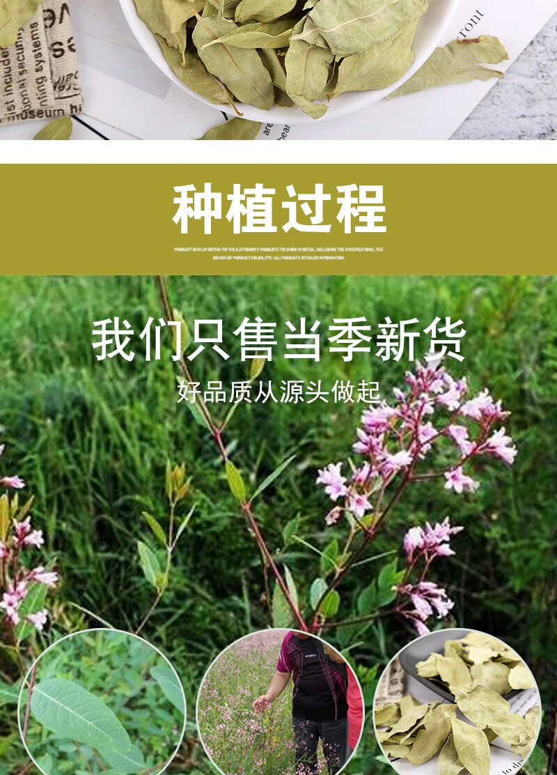Apocynum Tea Luo Bu Ma 500g Xinjiang Tender Leaf Herbal Tea Dried Loose Leaves preparation