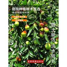 南酸枣种子 酸枣树 货郎果 四眼果 山枣树 鼻涕果 五眼果种子