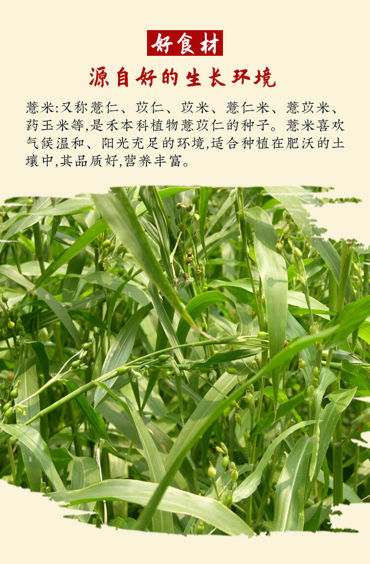 Coix Seed Yi Yi Ren 薏苡仁 500g Dried Job's Tears Whole Grains for Soup Congee and Herbal Tea specifications