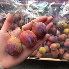 新疆喀什法兰西西梅3斤大果新鲜水果李子鲜果包邮单果18克起批发