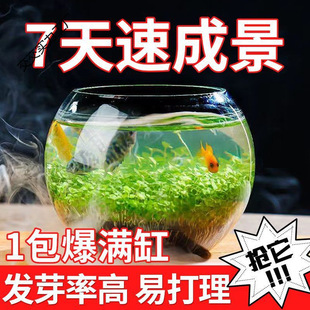 Aquatic Plants, Water Seeds, Cement, Ecological Household Fish Tank, Glass Bottle, Hydroponic Four-Season Landscaping Fish Tank, Small Wholesale